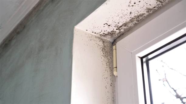 Best Attic Mold Removal  in Front Royal, VA