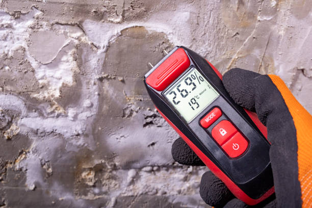 Best Mold Damage Repair  in Front Royal, VA