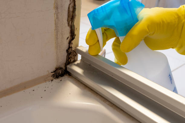 Best Residential Mold Removal  in Front Royal, VA