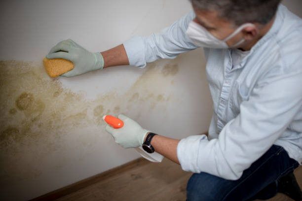 Best Best Mold Removal Companies  in Front Royal, VA