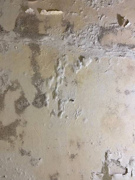 Best Attic Mold Removal  in Front Royal, VA