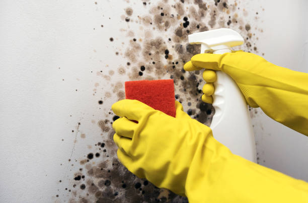 Attic Mold Removal in Front Royal, VA