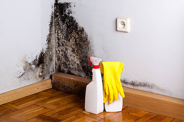 Best Crawl Space Mold Removal  in Front Royal, VA