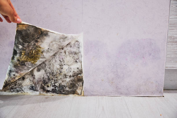 Best Professional Mold Removal  in Front Royal, VA
